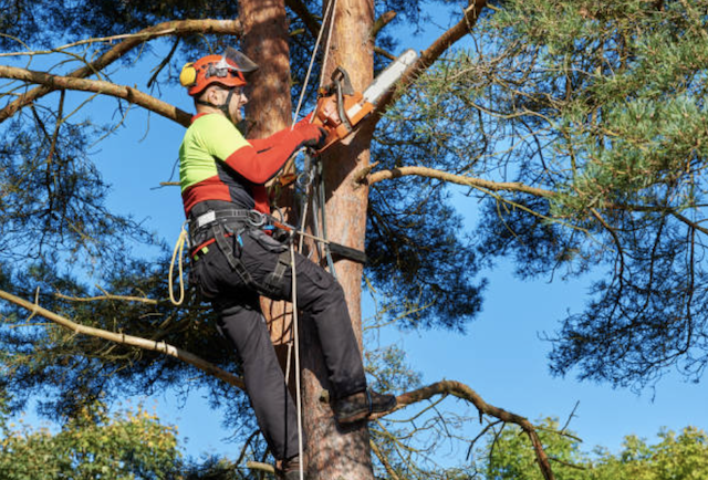 tree pruning Las Lomas ca