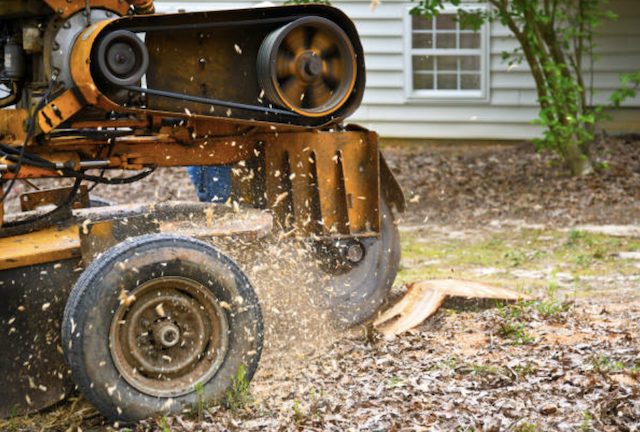 stump grinding Las Lomas ca