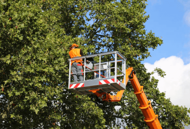 tree trimming monterey