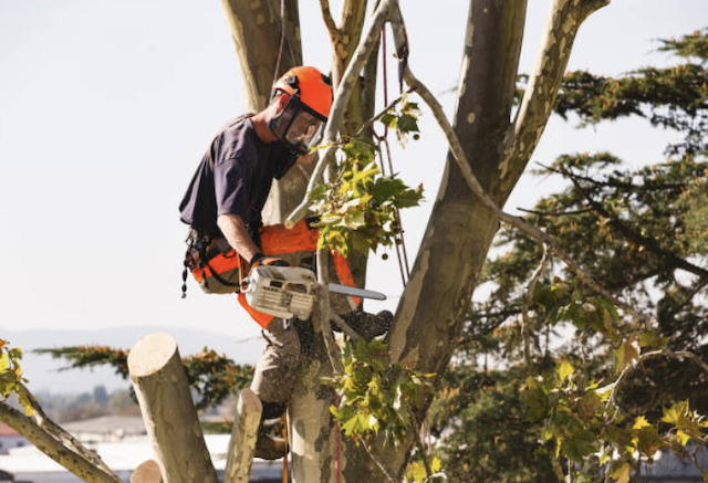 tree removal monterey